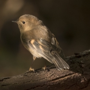 Petroica rodinogaster at Acton, ACT - 5 Jun 2019