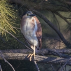 Nycticorax caledonicus at Giralang, ACT - 5 Jun 2019 04:17 PM