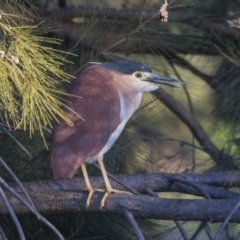 Nycticorax caledonicus at Giralang, ACT - 5 Jun 2019 04:17 PM