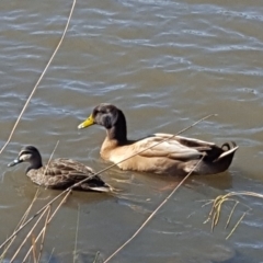 Anas platyrhynchos (Mallard (Domestic Type)) at Greenway, ACT - 5 Jun 2019 by jmcleod