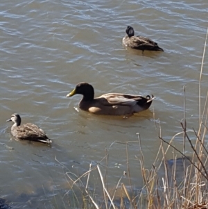 Anas platyrhynchos at Greenway, ACT - 5 Jun 2019 12:32 PM