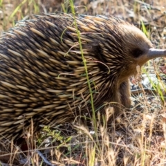 Tachyglossus aculeatus (Short-beaked Echidna) at West Wodonga, VIC - 11 Nov 2018 by karenretra