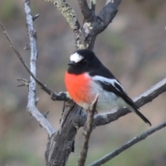 Petroica boodang (Scarlet Robin) at Greenway, ACT - 4 Jun 2019 by michaelb