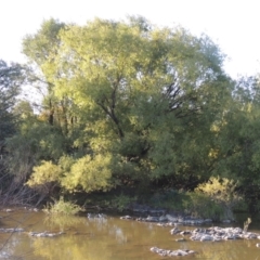 Salix nigra (Black Willow) at Tuggeranong DC, ACT - 27 Mar 2019 by michaelb