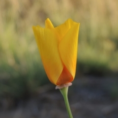 Eschscholzia californica (California Poppy) at Point Hut to Tharwa - 27 Mar 2019 by MichaelBedingfield