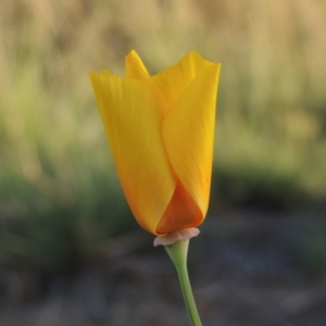 Eschscholzia californica at Tuggeranong DC, ACT - 27 Mar 2019 07:09 PM