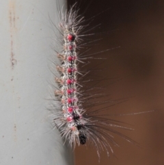 Anestia (genus) at Acton, ACT - 2 Jun 2019 01:10 PM