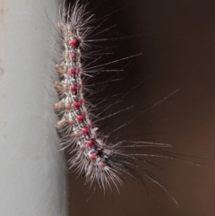 Anestia (genus) at Acton, ACT - 2 Jun 2019