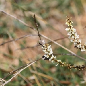 Theclinesthes serpentata at Deakin, ACT - 6 Jun 2019