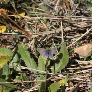 Theclinesthes serpentata at Deakin, ACT - 6 Jun 2019