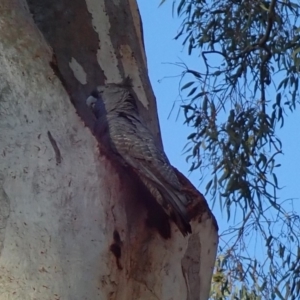 Callocephalon fimbriatum at Acton, ACT - 6 Jun 2019