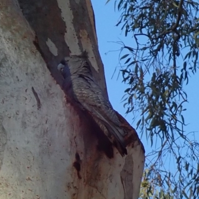 Callocephalon fimbriatum (Gang-gang Cockatoo) at Australian National University - 6 Jun 2019 by Laserchemisty