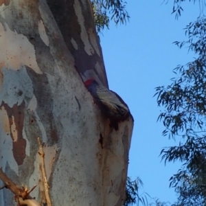 Callocephalon fimbriatum at Acton, ACT - 6 Jun 2019