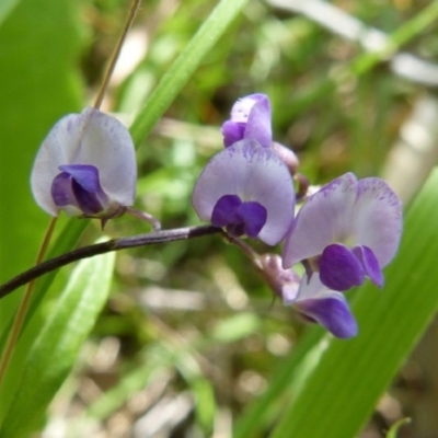 Glycine sp. at Sanctuary Point, NSW - 21 Nov 2015 by christinemrigg