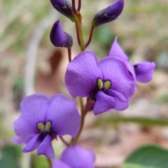 Hardenbergia violacea (False Sarsaparilla) at Sanctuary Point, NSW - 10 Aug 2012 by christinemrigg