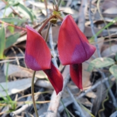 Kennedia rubicunda (Dusky Coral Pea) at Sanctuary Point, NSW - 9 Aug 2015 by christinemrigg