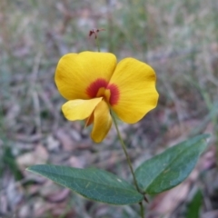 Platylobium formosum (Handsome Flat Pea) at Vincentia, NSW - 31 Dec 2012 by christinemrigg