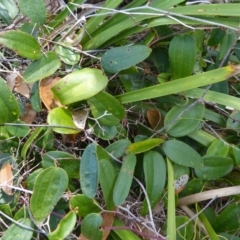 Smilax glyciphylla (Native Sarsaparilla) at Sanctuary Point, NSW - 10 Dec 2016 by christinemrigg