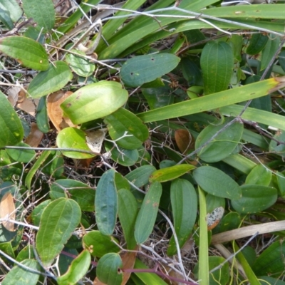 Smilax glyciphylla (Native Sarsaparilla) at Sanctuary Point, NSW - 10 Dec 2016 by christinemrigg