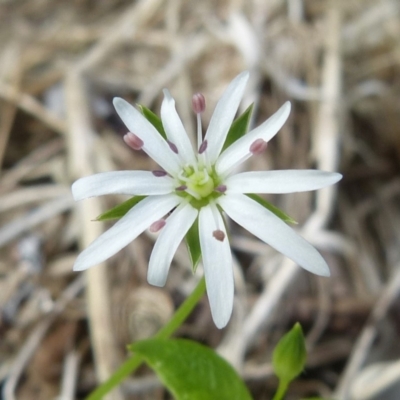 Stellaria flaccida (Forest Starwort) at Saint Georges Basin, NSW - 27 Oct 2018 by christinemrigg