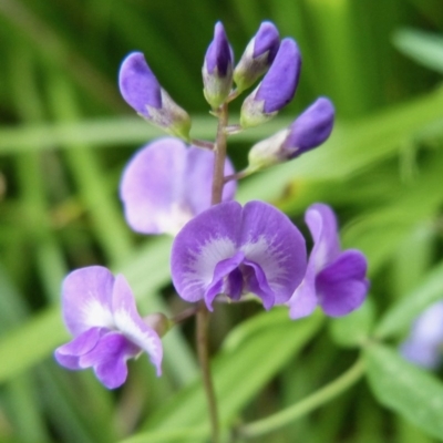 Glycine sp. at Sanctuary Point, NSW - 31 Dec 2012 by christinemrigg