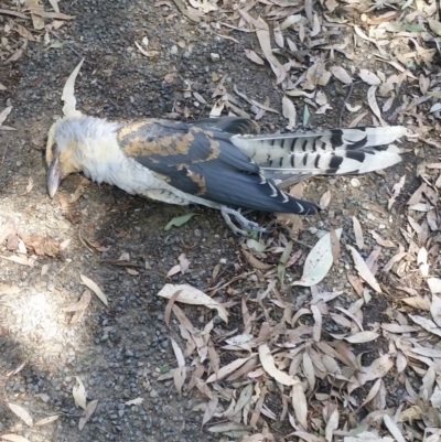 Scythrops novaehollandiae (Channel-billed Cuckoo) at Table Top, NSW - 12 Feb 2019 by MattLincoln