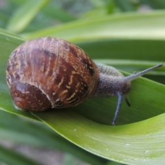 Cornu aspersum (Common Garden Snail) at Conder, ACT - 13 Jan 2016 by MichaelBedingfield