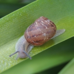 Cornu aspersum at Conder, ACT - 13 Jan 2016 07:40 AM