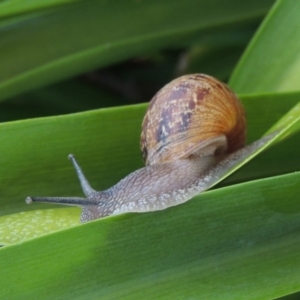 Cornu aspersum at Conder, ACT - 13 Jan 2016 07:40 AM