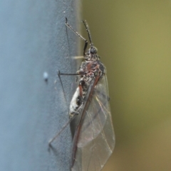 Aphididae (family) (Unidentified aphid) at ANBG - 5 Jun 2019 by Tim L