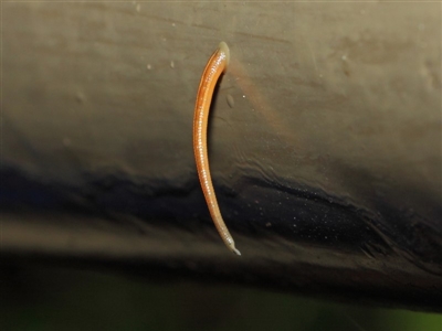 Hirudinidae sp. (family) (A Striped Leech) at Acton, ACT - 3 May 2019 by TimL