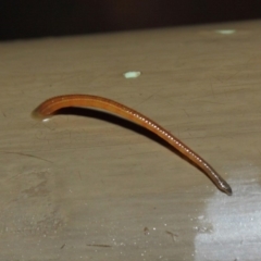 Hirudinidae sp. (family) at Acton, ACT - 3 May 2019 11:20 AM