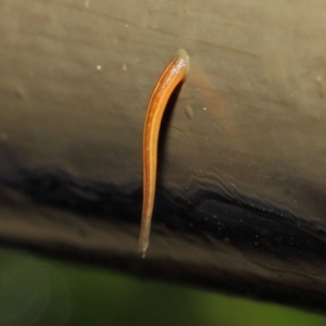 Hirudinidae sp. (family) at Acton, ACT - 3 May 2019 11:20 AM