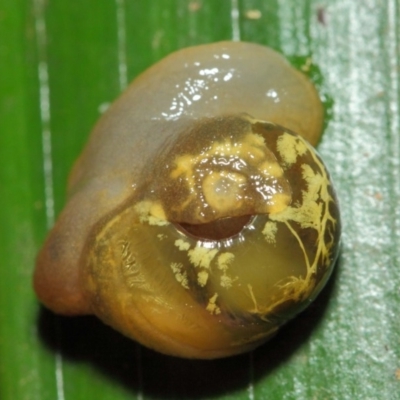 Mysticarion porrectus (Golden Semi-slug) at Acton, ACT - 23 Feb 2019 by Tim L