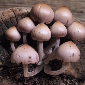 Mycena 'clarkeana group' at Macquarie, ACT - 5 Jun 2019 12:00 AM