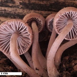 Mycena 'clarkeana group' at Macquarie, ACT - 5 Jun 2019