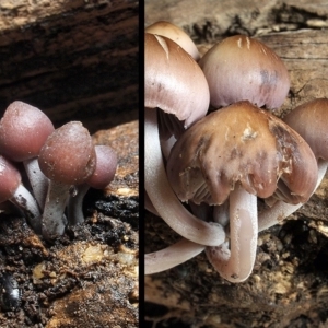 Mycena 'clarkeana group' at Macquarie, ACT - 5 Jun 2019 12:00 AM