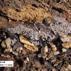 Mycena 'clarkeana group' at Macquarie, ACT - 5 Jun 2019 12:00 AM