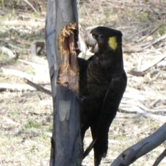 Zanda funerea (Yellow-tailed Black-Cockatoo) at Tuggeranong Hill - 7 Jun 2019 by Owen