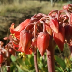 Cotyledon orbiculata (Cotyledon) at Isaacs, ACT - 7 Jun 2019 by Mike