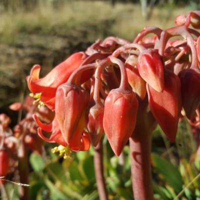 Cotyledon orbiculata (Cotyledon) at Isaacs, ACT - 7 Jun 2019 by Mike