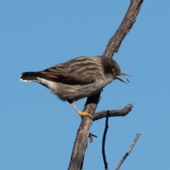 Daphoenositta chrysoptera (Varied Sittella) at Majura, ACT - 7 Jun 2019 by rawshorty