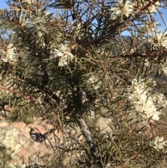 Hakea decurrens subsp. decurrens (Bushy Needlewood) at Coree, ACT - 7 Jun 2019 by Simmo