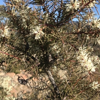 Hakea decurrens subsp. decurrens (Bushy Needlewood) at Coree, ACT - 7 Jun 2019 by Simmo