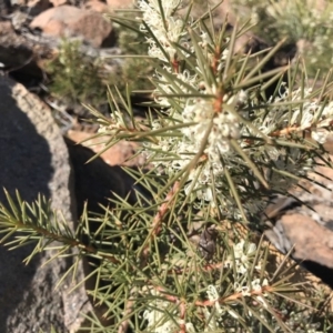 Hakea decurrens subsp. decurrens at Coree, ACT - 7 Jun 2019