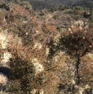 Hakea decurrens subsp. decurrens at Coree, ACT - 7 Jun 2019