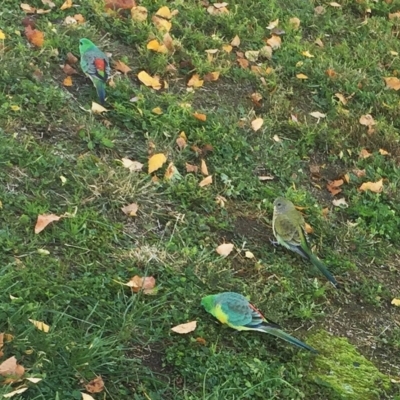 Psephotus haematonotus (Red-rumped Parrot) at Garran, ACT - 7 Jun 2019 by ruthkerruish