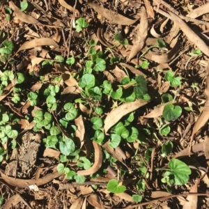 Dichondra repens at Hughes, ACT - 7 Jun 2019