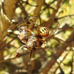 Vespula germanica (European Wasp, German Yellowjacket Wasp) at Acton, ACT - 7 Jun 2019 by HelenCross