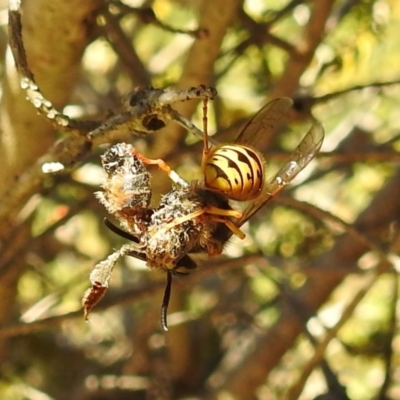 Vespula germanica (European wasp) at Acton, ACT - 7 Jun 2019 by HelenCross